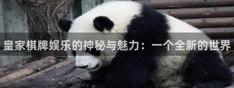 壹号app官方登录入口下载